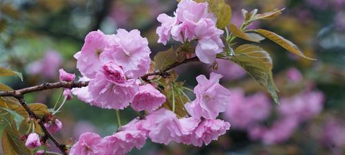 樱花的样子和特点是什么？樱花的形态特征和外观描述是什么？