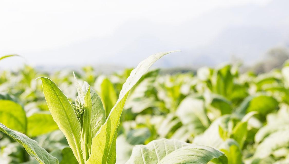 烟草几月份种合适？烟草的最佳种植时间是什么时候？