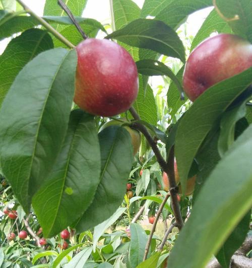 油桃什么时候成熟？油桃的成熟时间和季节是什么？