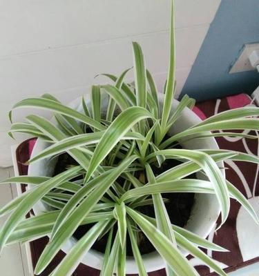 吊兰喜阳还是喜阴？吊兰晒太阳好不好？