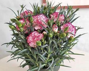 康乃馨如何快速开花？康乃馨快速开花的方法和注意事项是什么？