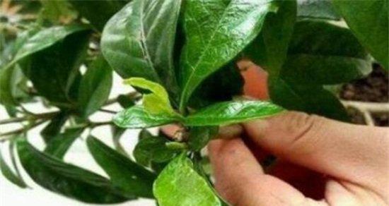 柿子树怎么修剪？柿子树修剪枝叶造型图解是什么？