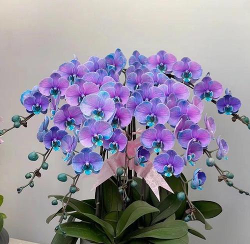蝴蝶兰为什么不开花？蝴蝶兰不开花的原因和处理方法是什么？