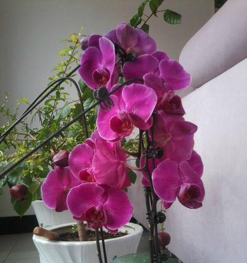 蝴蝶兰为什么不开花？蝴蝶兰不开花的原因和处理方法是什么？