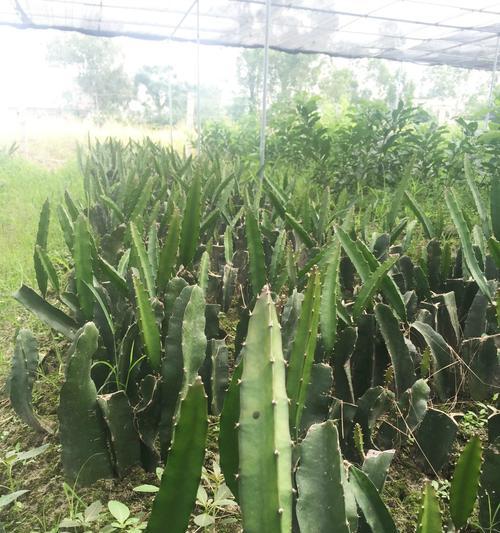 火龙果几月份种植最好？火龙果最佳种植季节是什么？