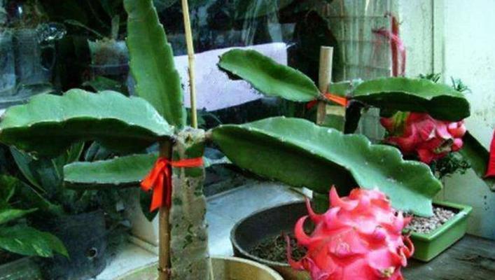 火龙果几月份种植最好？火龙果最佳种植季节是什么？