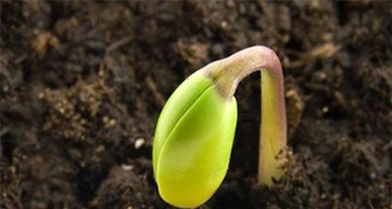 大豆几天发芽出苗？大豆种子发芽需要什么条件？