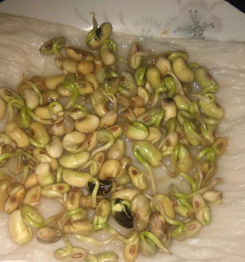 大豆几天发芽出苗？大豆种子发芽需要什么条件？