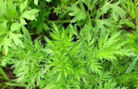 青蒿是什么植物类别？青蒿的植物分类和科属是什么？