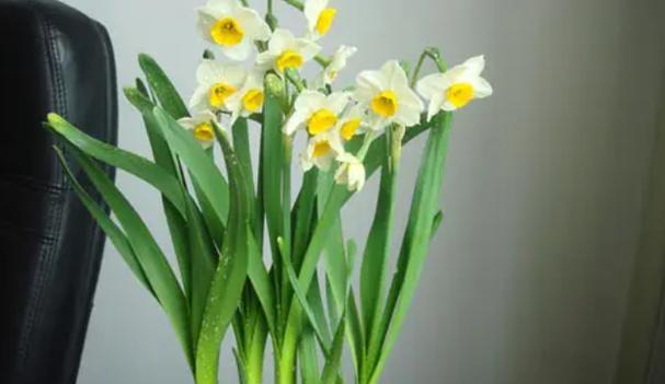 水仙花花期几天？水仙花的花期和开花时间有多久？