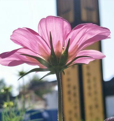 格桑花能在室内养吗？格桑花室内养护方法和注意事项是什么？