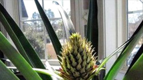 阳台种植菠萝的时间和方法是什么？阳台种菠萝需要注意什么？