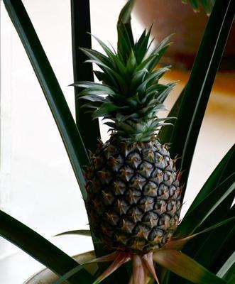 阳台种植菠萝的时间和方法是什么？阳台种菠萝需要注意什么？