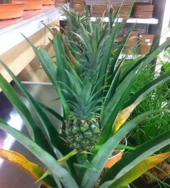 阳台种植菠萝的时间和方法是什么？阳台种菠萝需要注意什么？