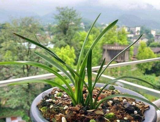 兰花种植时间与生长周期是什么？兰花的种植时间和生长周期是怎样的？