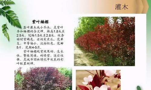 乔木生长条件和特性是什么？乔木的生长习性有哪些？