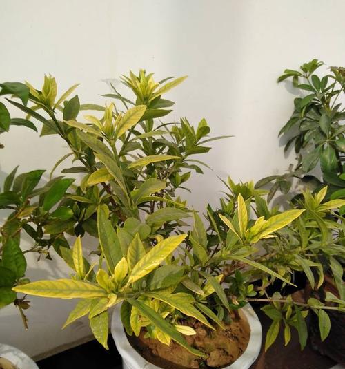 小叶栀子一年开几次花？小叶栀子花的花期和开花次数是多少？