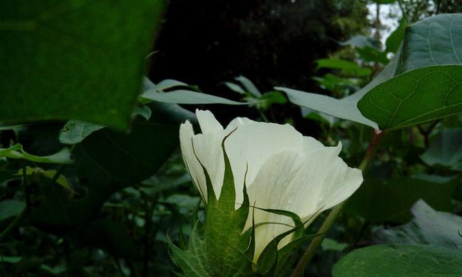棉花是什么季节开的花？棉花的花期和开花时间是什么时候？
