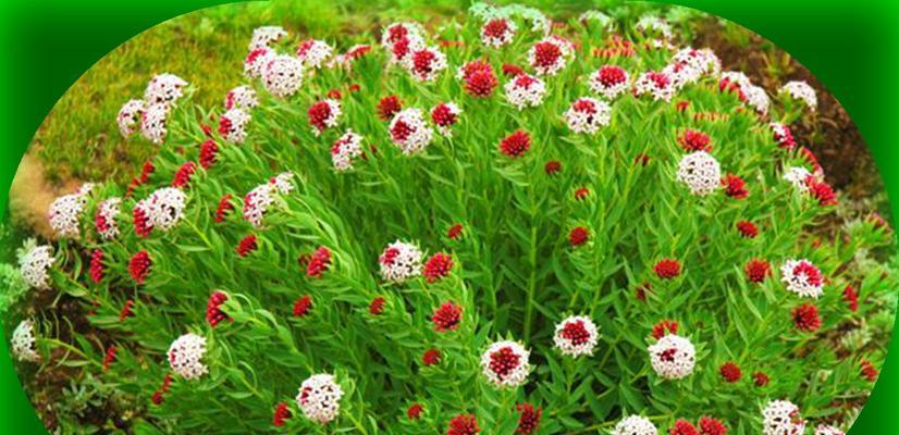 狼毒花花香有毒吗？狼毒花花香的毒性有多大？