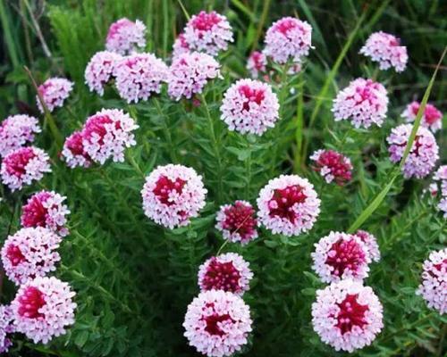 狼毒花花香有毒吗？狼毒花花香的毒性有多大？