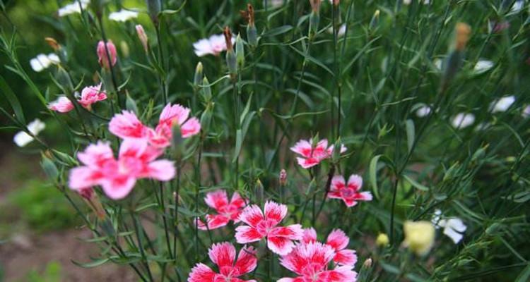 石竹花有种子吗？石竹花的繁殖方法是什么？