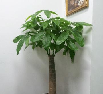 发财树适合在室内养吗？发财树室内养护方法和注意事项是什么？