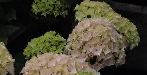 绣球花喜肥吗？绣球花喜欢施什么肥料？