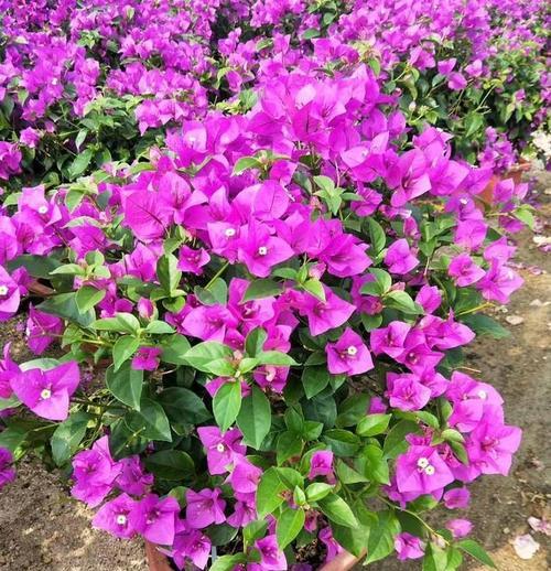 三角梅花期多长时间？三角梅的花期和开花时间是什么时候？