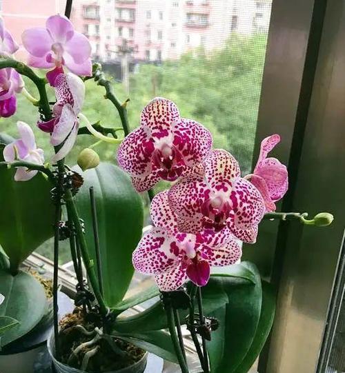 蝴蝶兰花喜水吗？蝴蝶兰是喜水植物吗？