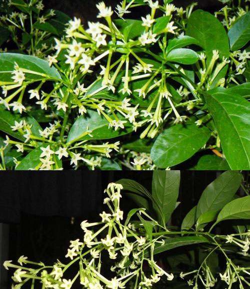 夜来香种子什么时候播种最好？夜来香种子最佳播种时间是什么时候？