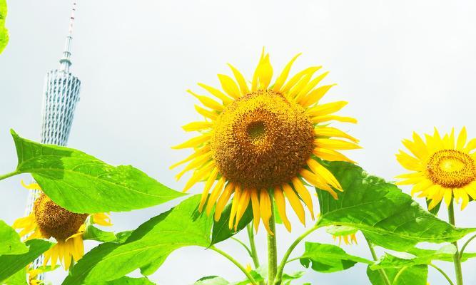 向日葵的叶子像什么形状？向日葵叶子的形状和特点是什么？