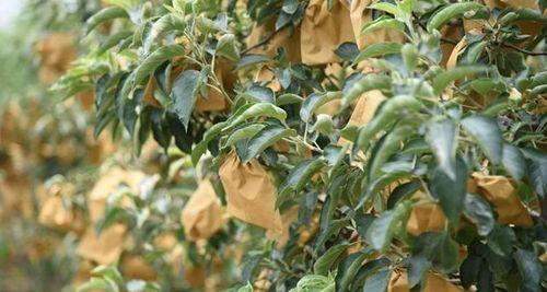 苹果什么时候套袋最佳？苹果正确的套袋方法是什么？