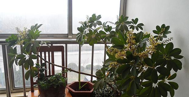 鹅掌柴会开花吗？鹅掌柴开花预示着什么？