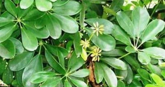 鹅掌柴会开花吗？鹅掌柴开花预示着什么？