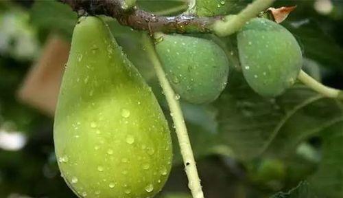 无花果怎么修剪？无花果修剪方法和注意事项是什么？