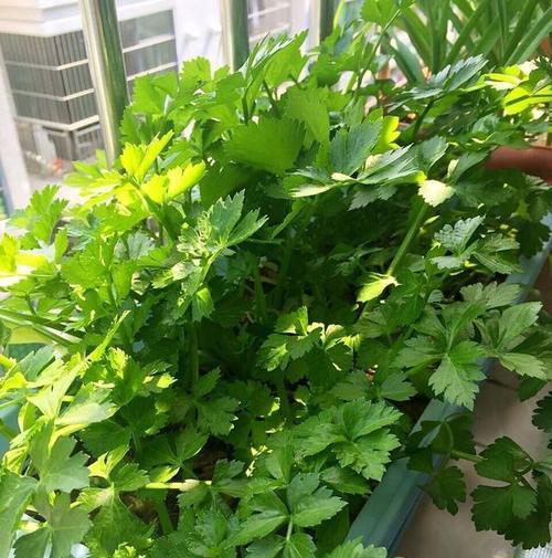 香菜种植时间与生长周期是什么？香菜从播种到收获需要多长时间？