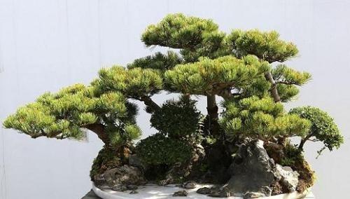 松树盆景怎么修剪？松树盆景修剪方法和注意事项是什么？