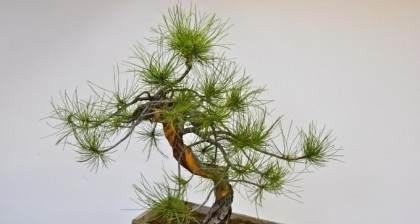 松树盆景怎么修剪？松树盆景修剪方法和注意事项是什么？
