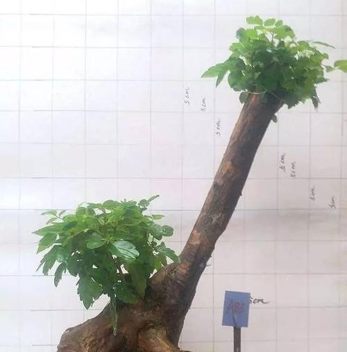 黄荆怎么修剪？黄荆修剪方法和注意事项是什么？