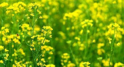油菜的功效与作用是什么？油菜的营养价值和药用价值有哪些？