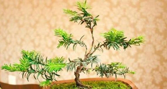 红豆杉扦插繁殖方法和注意事项是什么？红豆杉扦插繁殖方法和注意事项是什么？