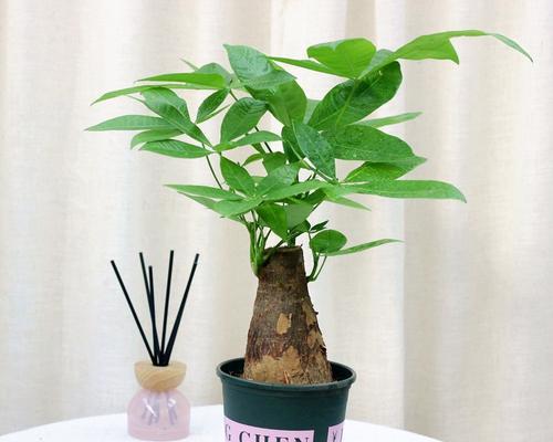 发财树用多大的盆合适？发财树盆栽容器选择和种植方法是什么？