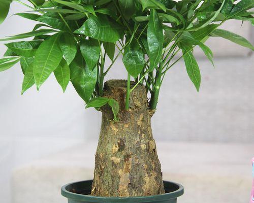 发财树用多大的盆合适？发财树盆栽容器选择和种植方法是什么？