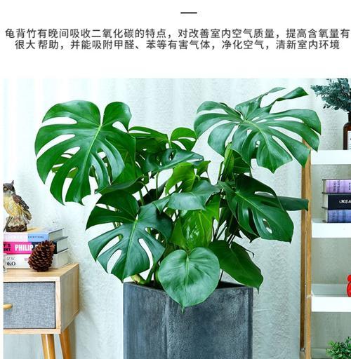 龟背竹用深盆还是浅盆好？龟背竹盆栽容器选择和种植方法是什么？