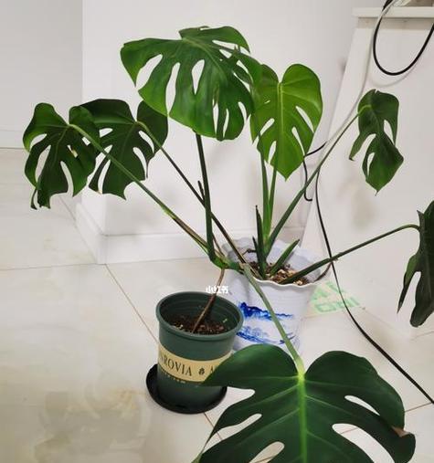 龟背竹用深盆还是浅盆好？龟背竹盆栽容器选择和种植方法是什么？