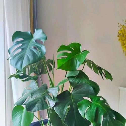 龟背竹用深盆还是浅盆好？龟背竹盆栽容器选择和种植方法是什么？