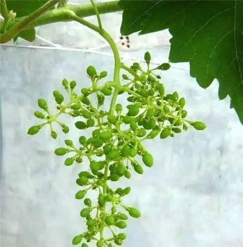 葡萄促花方法与人工催花技巧是什么？葡萄促花方法和注意事项是什么？