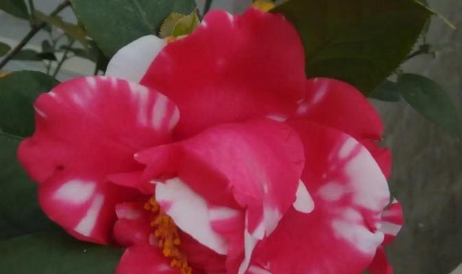 红色山茶花花语及代表意义是什么？红色山茶花的象征意义是什么？