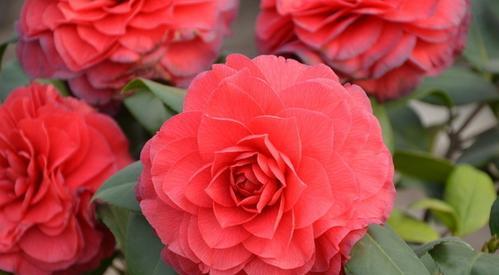 红色山茶花花语及代表意义是什么？红色山茶花的象征意义是什么？