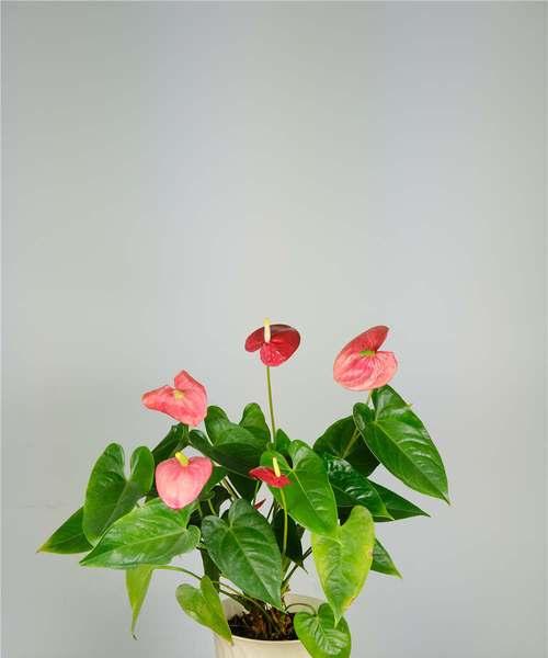 红掌花喜欢阳光吗？红掌花的光照需求是怎样的？
